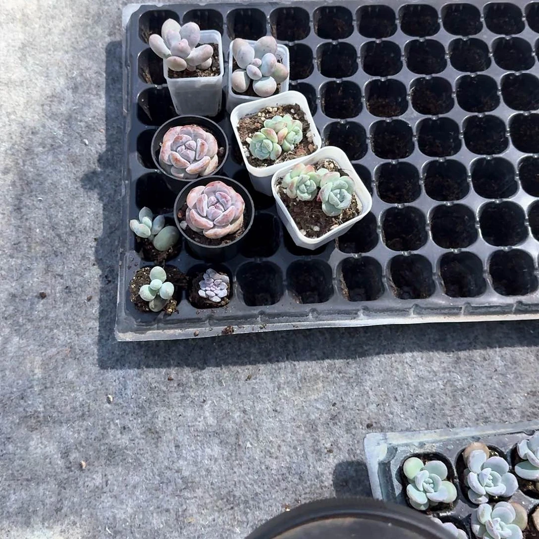 玛卡巴卡一物一拍专拍