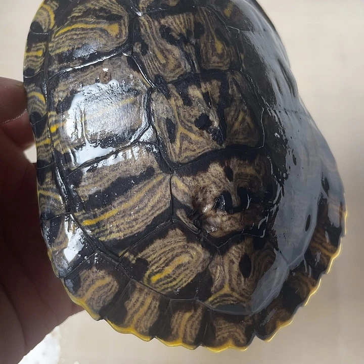 不分公母宠物龟巴西
