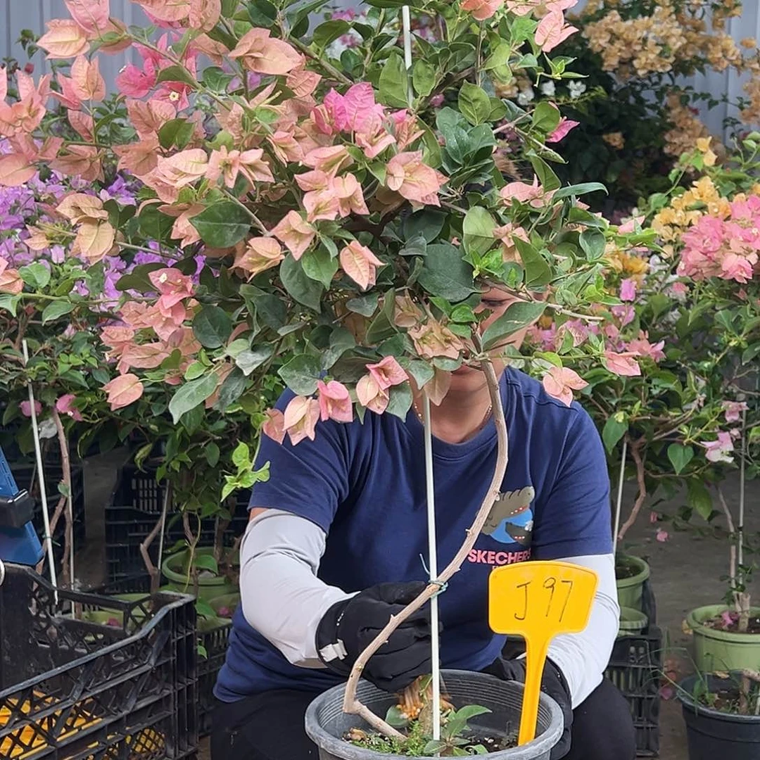 影***音大部分花苞少量开放J97米罗