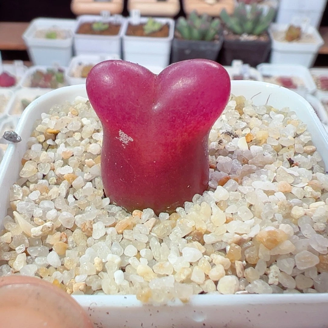 213-601.多肉红兔子