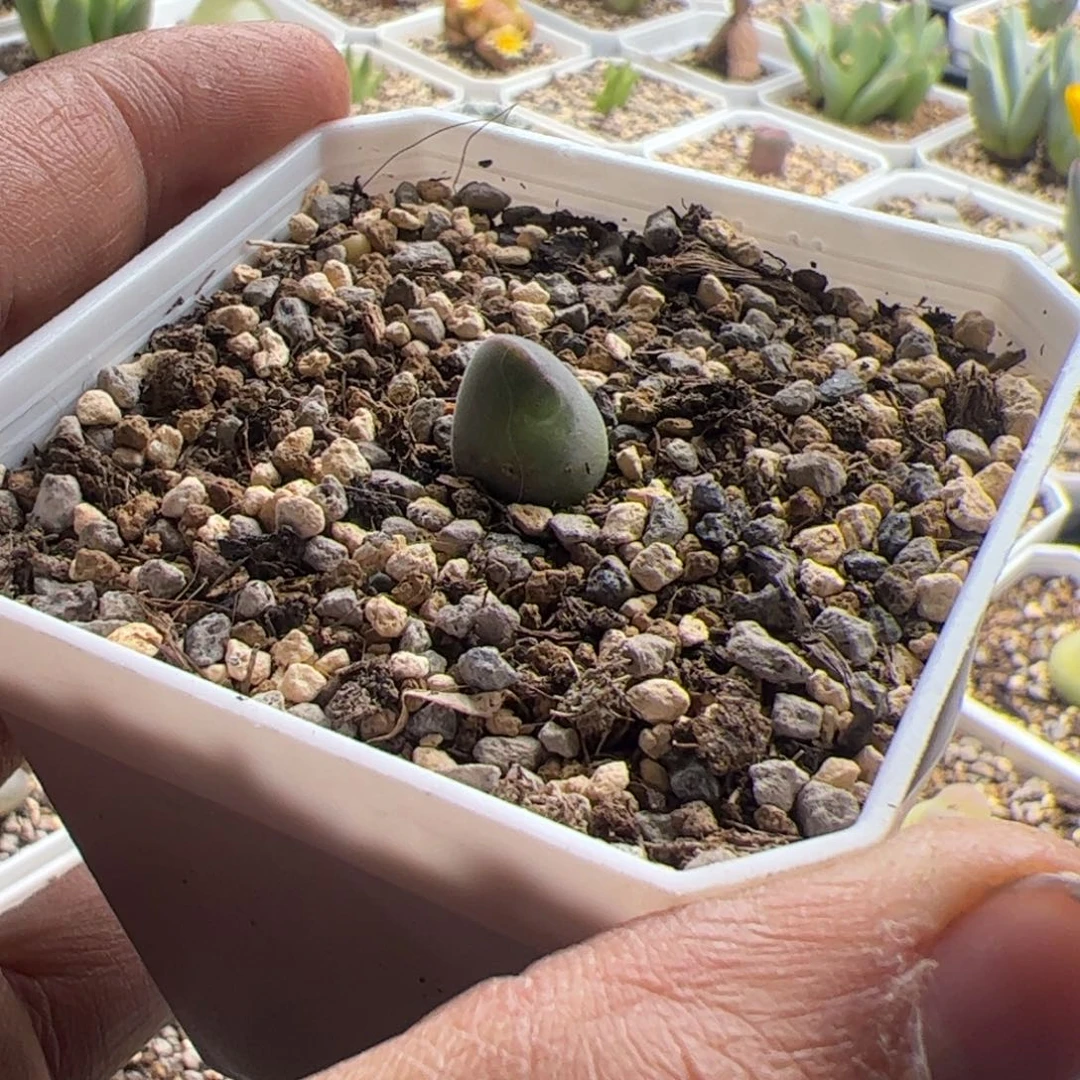 11.19大眼睛空蝉怪物多肉植物69