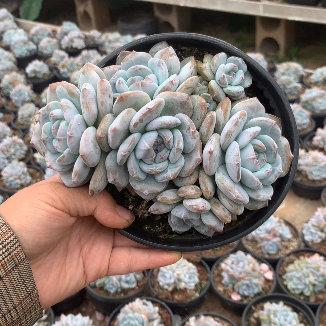 无花朵无砍花花花花花花花花24