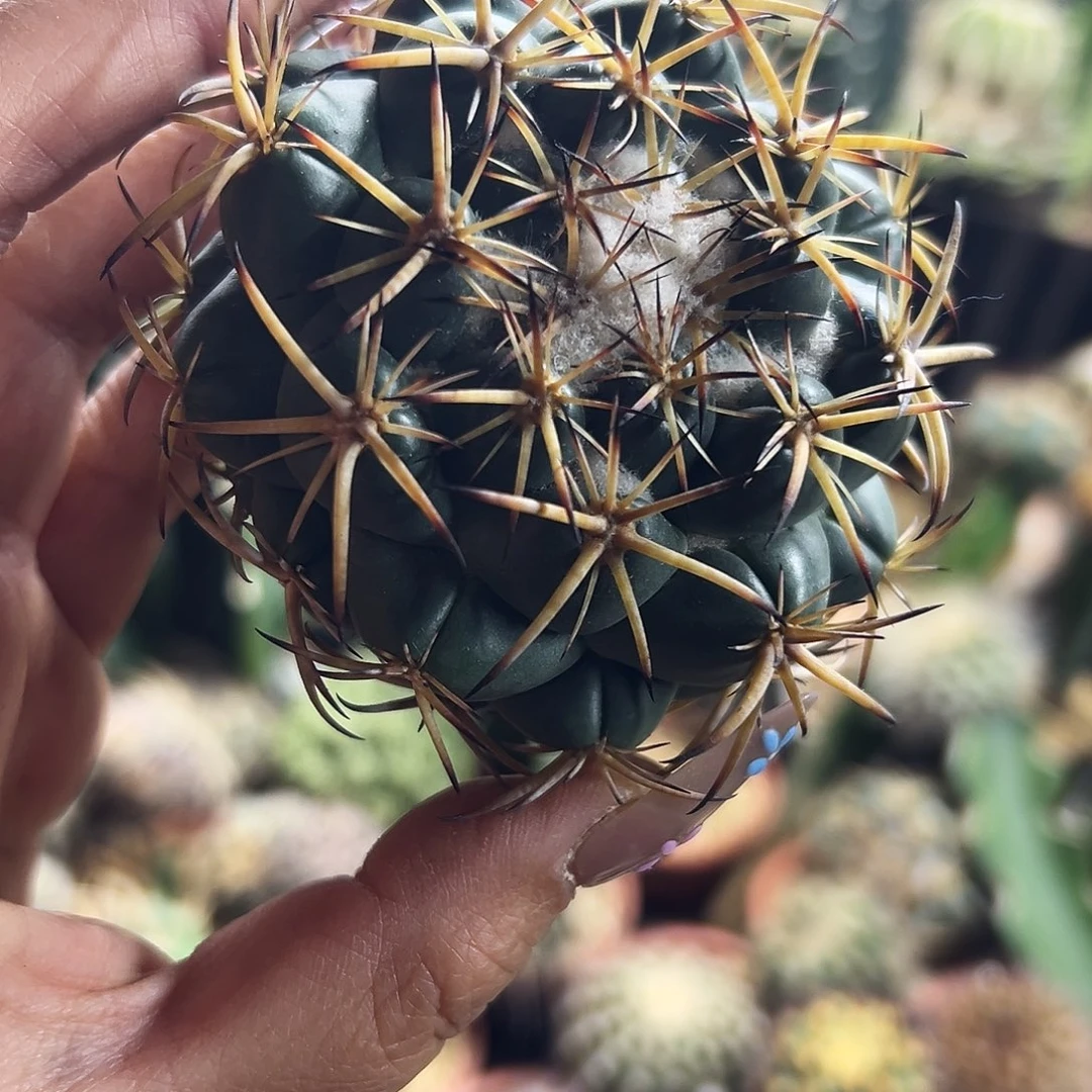 天司象牙仙人球11111111