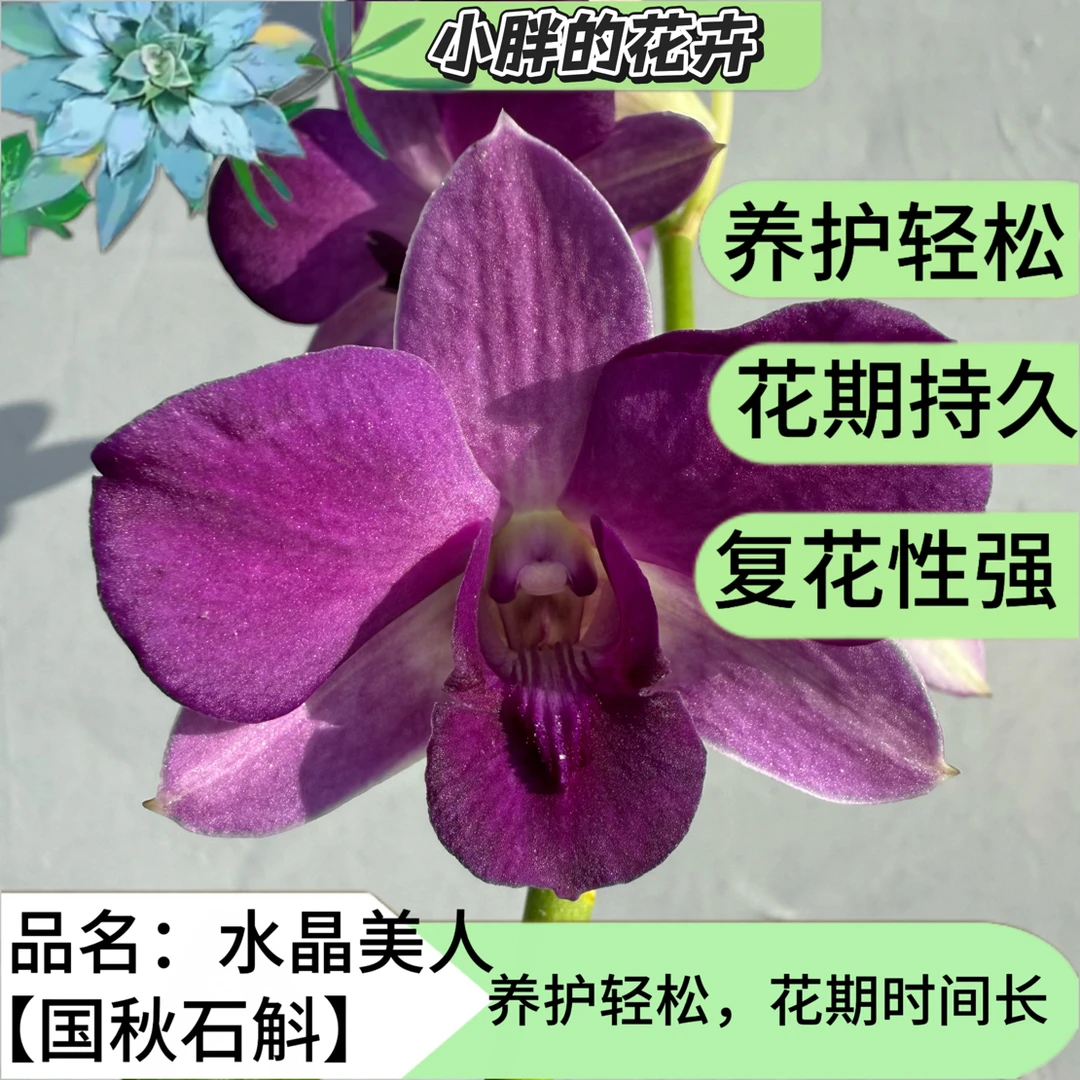 【小胖】秋石斛《水晶美人》石斛兰盆栽栽培花卉基地直发