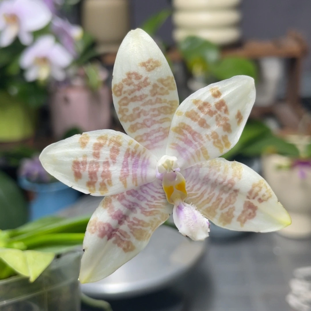 完全开放盲盒，2.5杯开花株