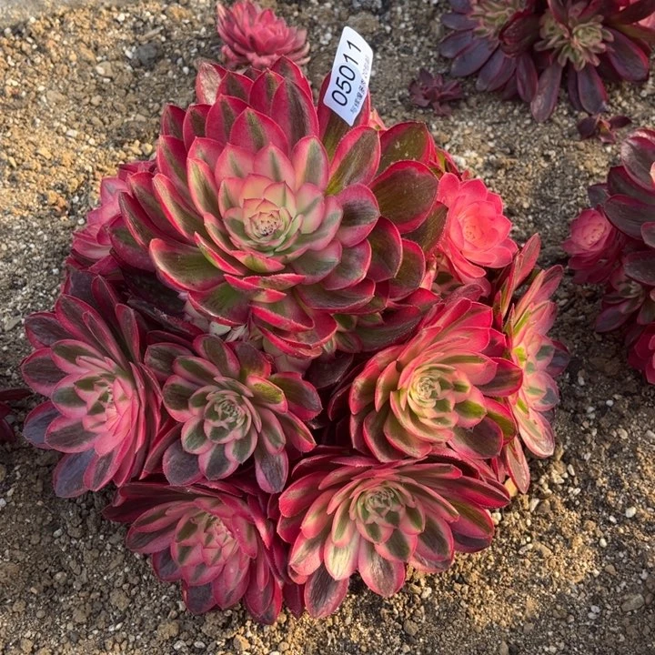 05011荔枝多肉植物