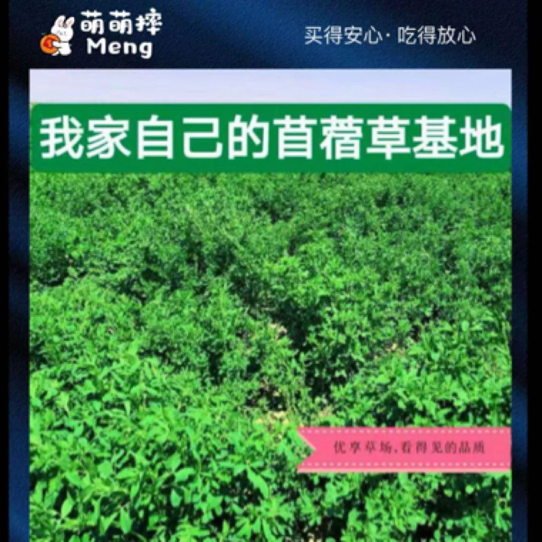 苜蓿草新草兔子干草毛重1000克兔子草粮宠物兔