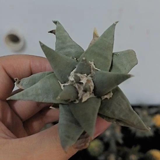一物一拍，实生仙人球