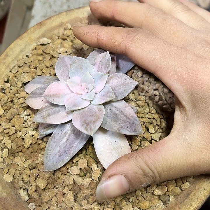 超**丽华丽风车锦12.8