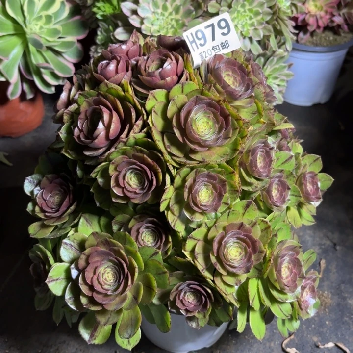 瑞妈一物一拍979