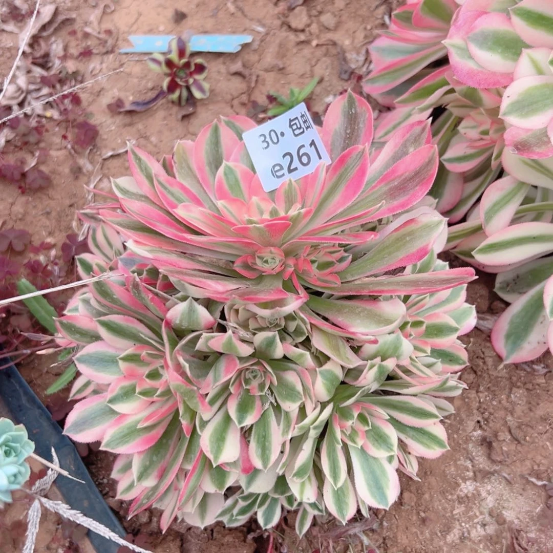 261 女巫多肉法师