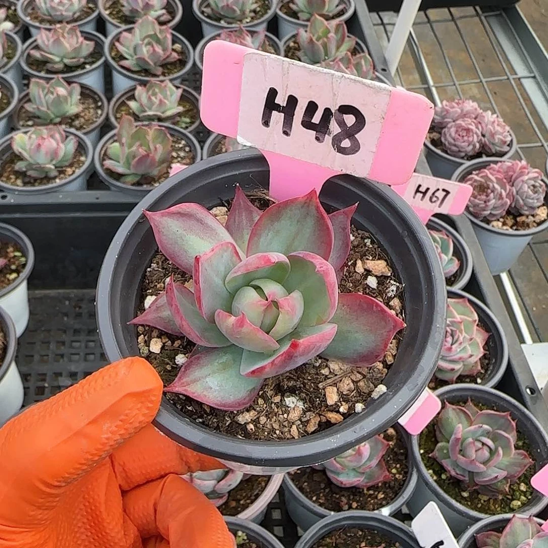 重****肉H48惊鸿单头多肉