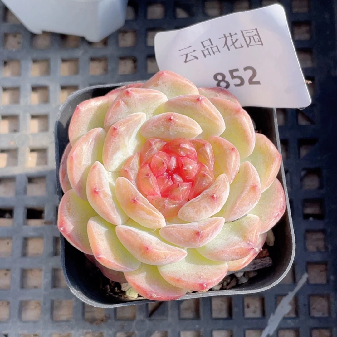 852号糖心冰心珍妮 云柚