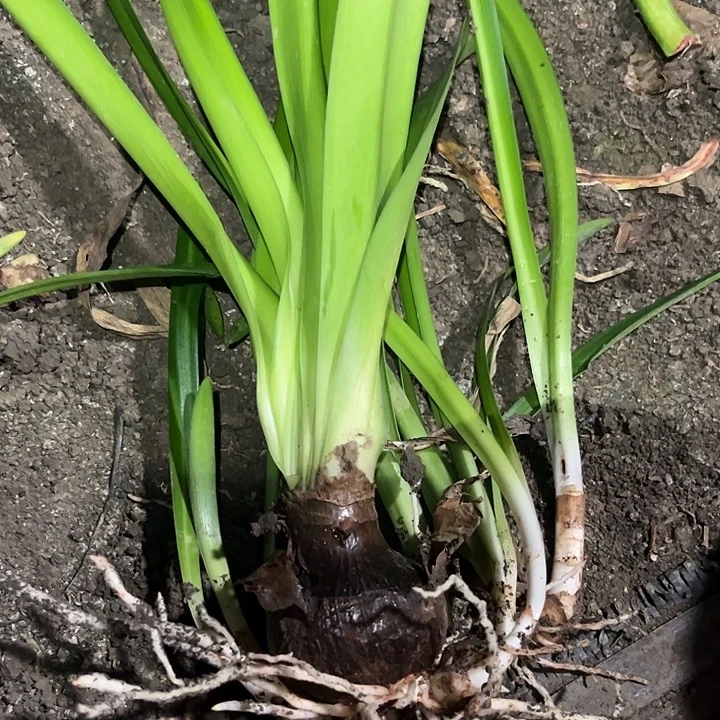 无花朵白鬼。6左右 带测