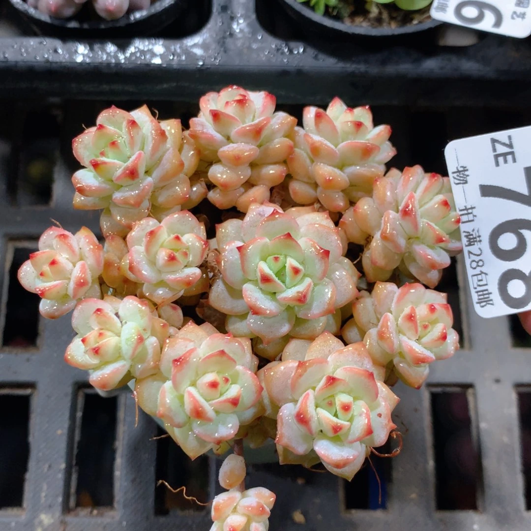 5CM拇指盆精控多肉ZE768