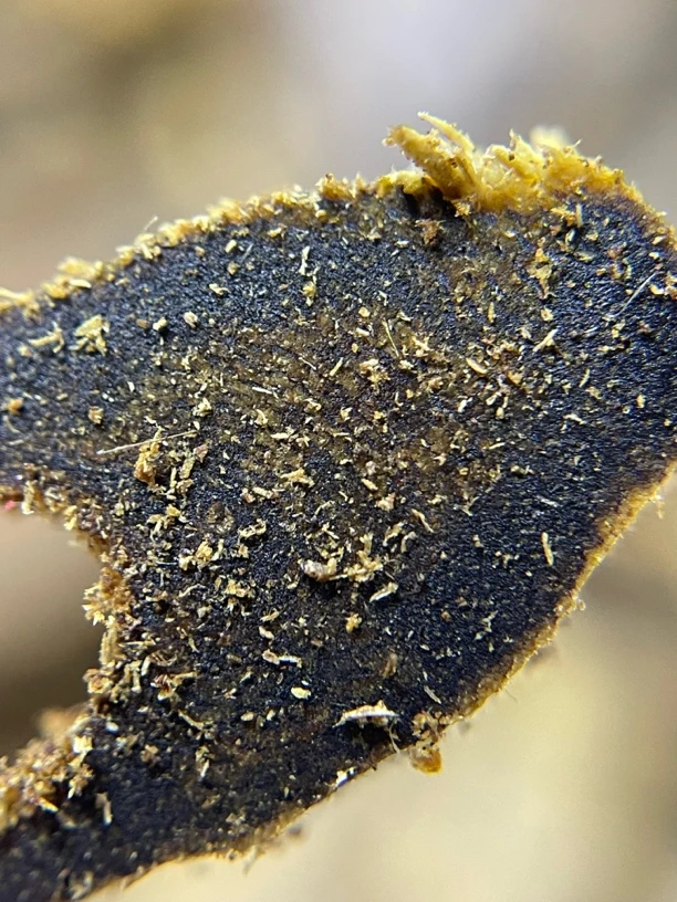 30克高品质香霸香薰料 全黑油大部沉水熟透老料