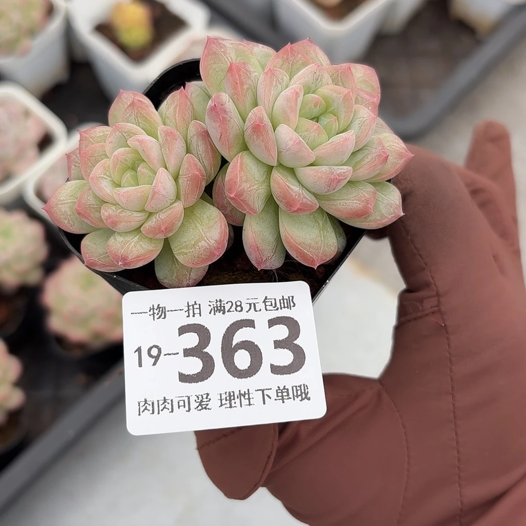 优选珍妮无盆土发货