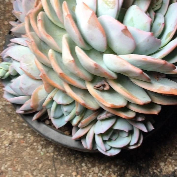 华12///////////////////