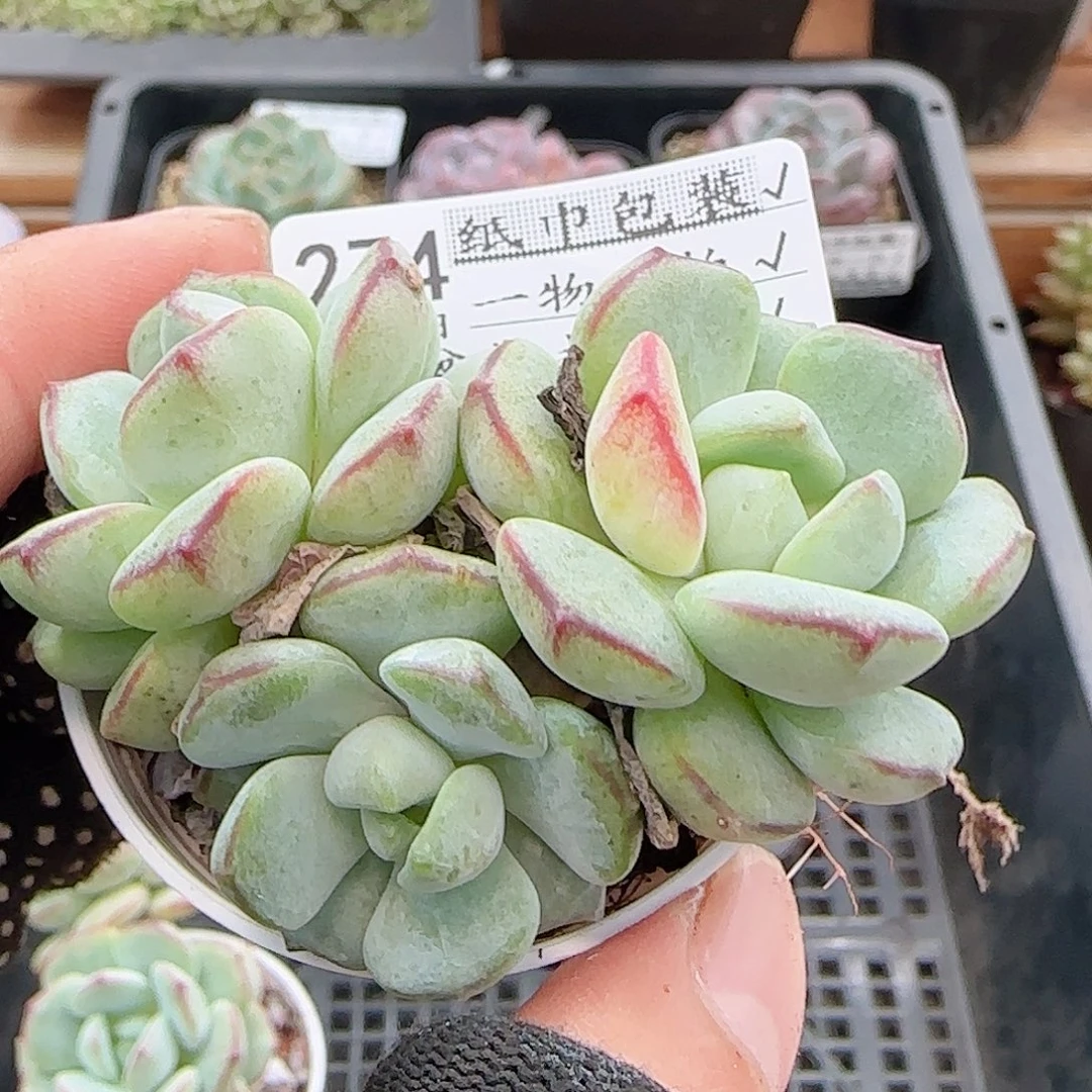 多肉0915--274香草小老桩