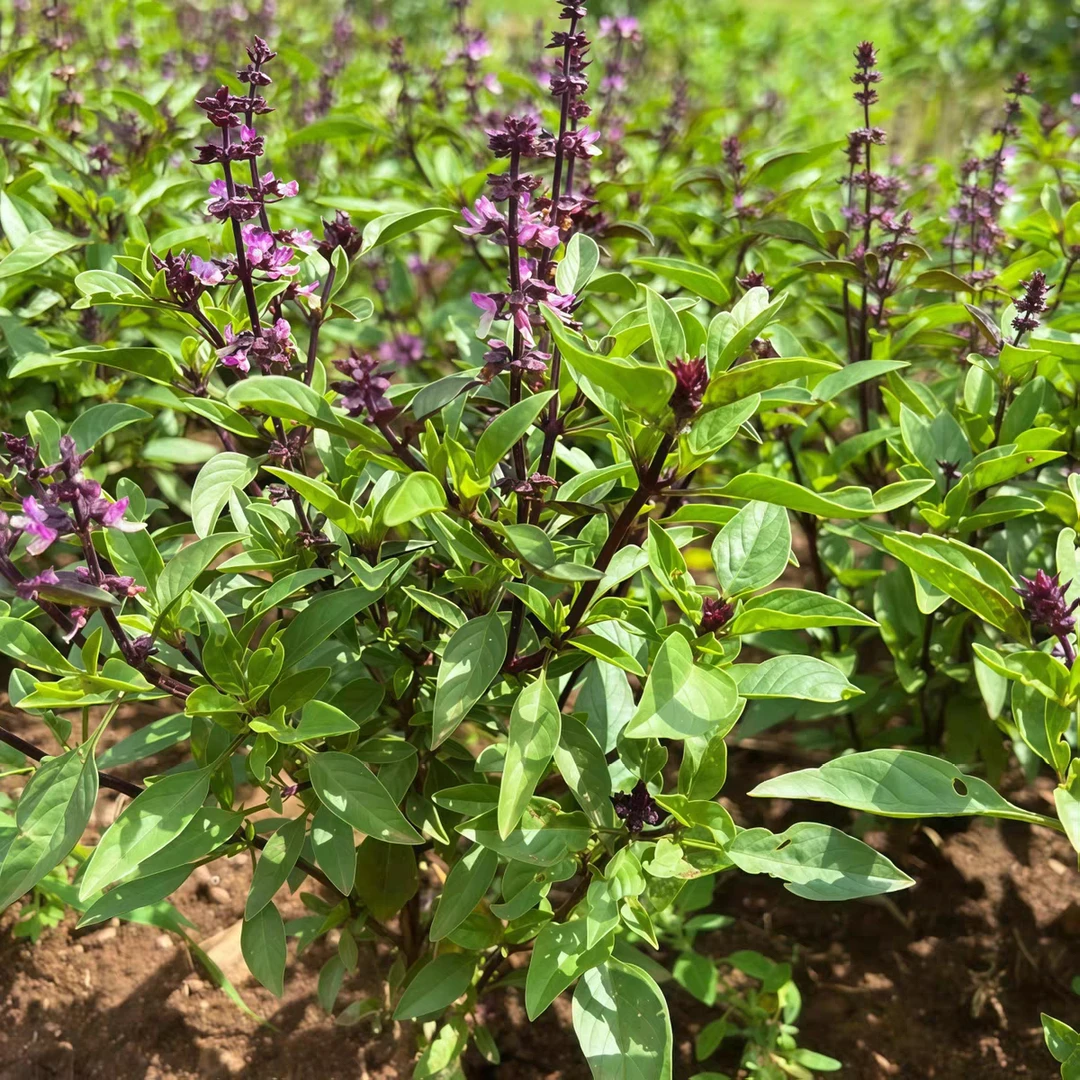 罗勒九层塔苗香草植物可食用四季种易种活阳台