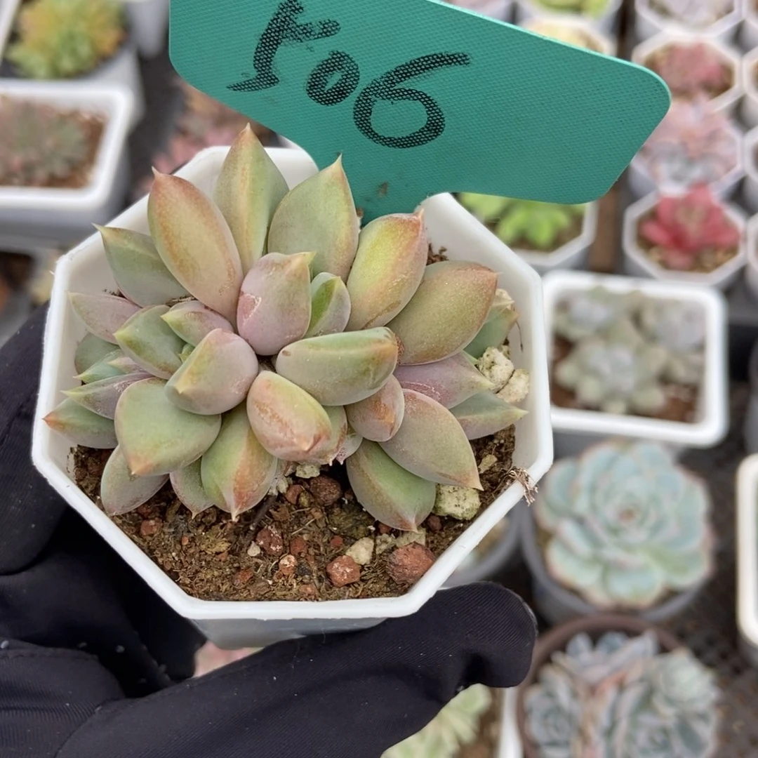 506象牙多肉植物保护