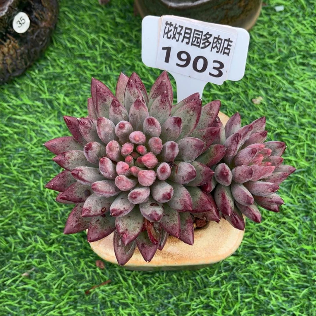 多肉植物1903不带盆