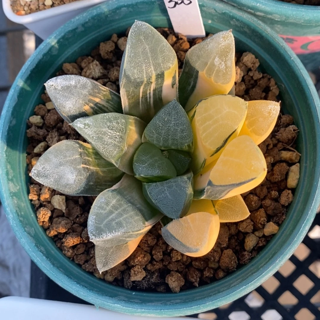 一颗实生大克锦。