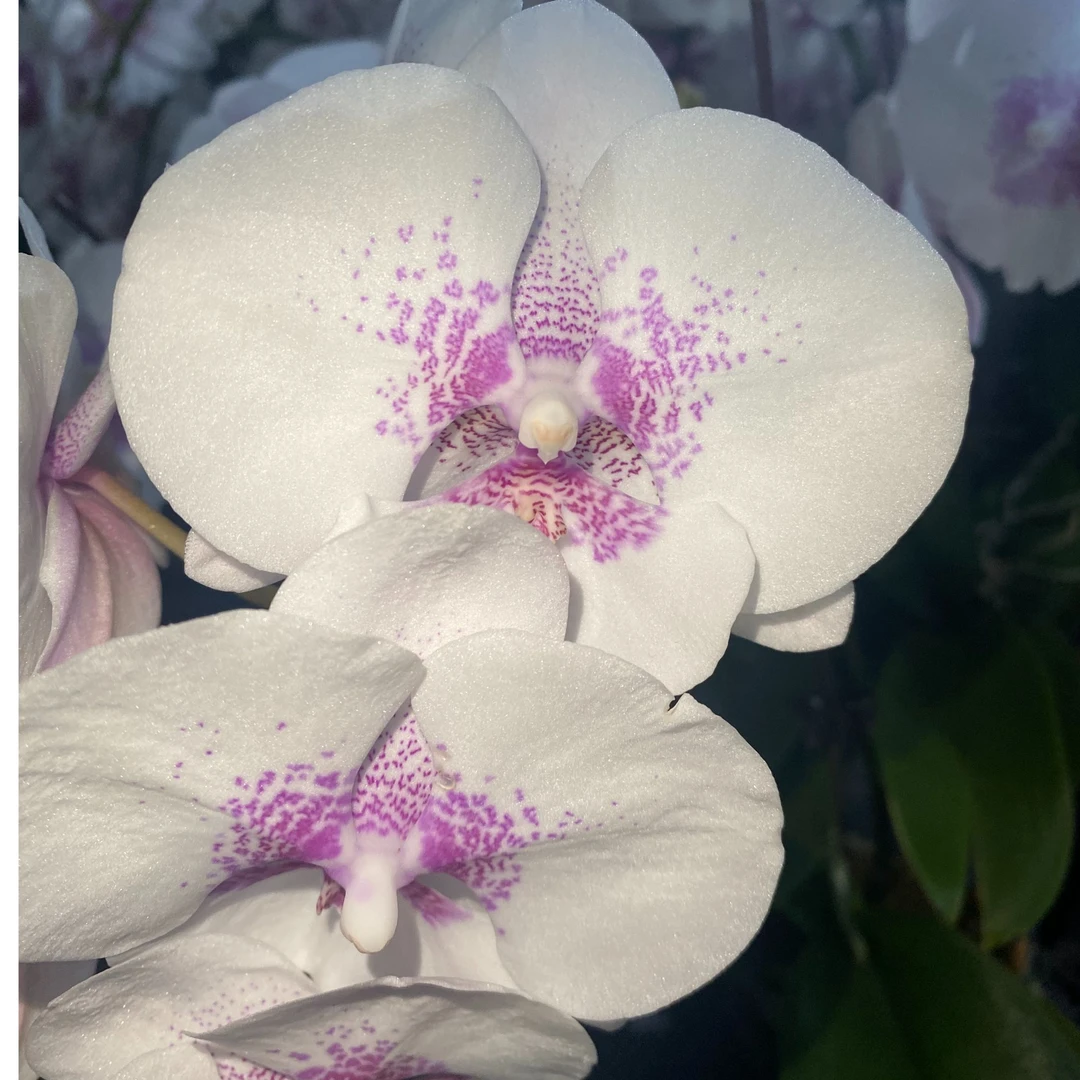 《爱情海》花瓣厚实蝴蝶兰网红款办公室室内盆栽