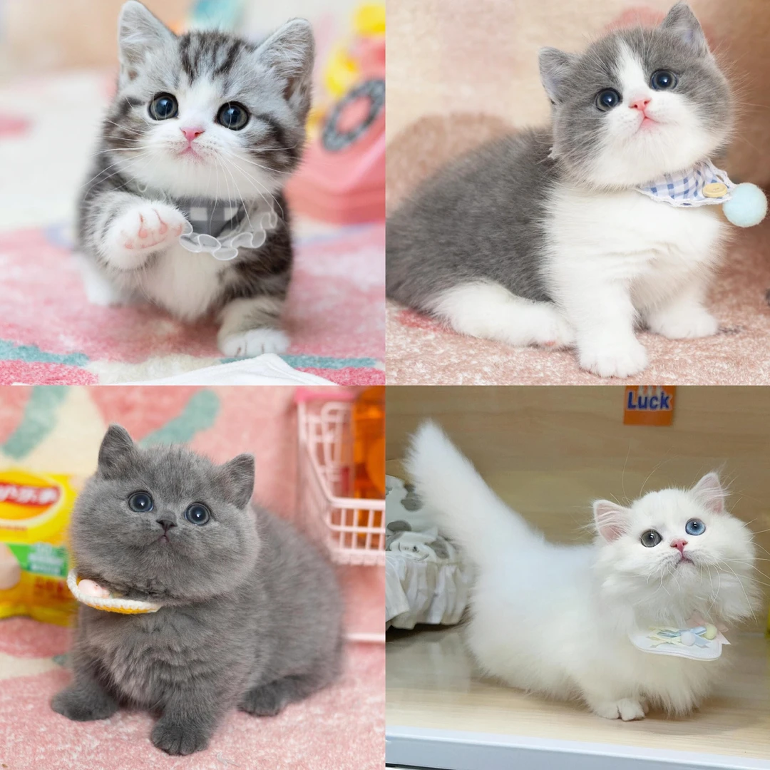 宠物猫英短猫矮脚猫金渐层银渐层蓝猫幼猫家养宠物猫咪Ⅱ