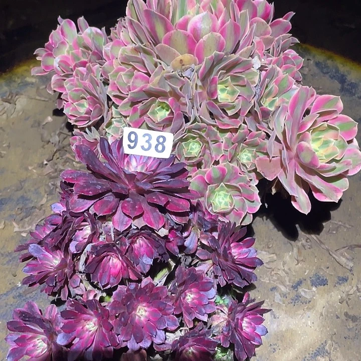 垚****⁷多肉植物断枝不包938女妖黑铜白