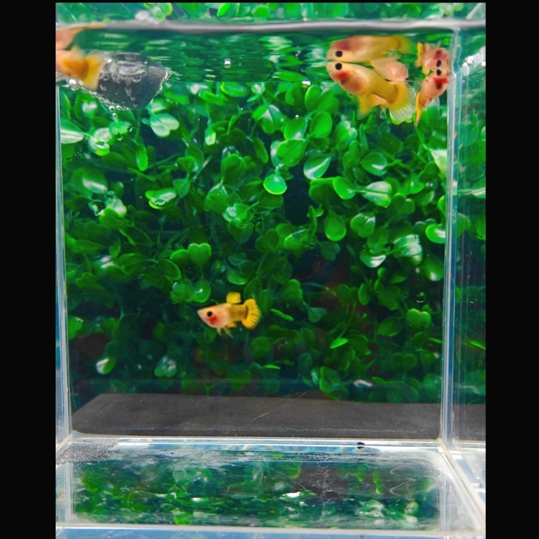 精品高端观赏鱼 小体黄金玻璃猫孔雀鱼(入缸后不包损)