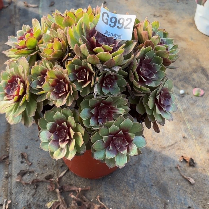 瑞妈多肉植无。992。干枯玫瑰，