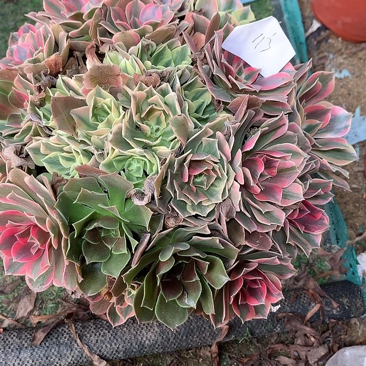 快***️113多肉植物一物一拍