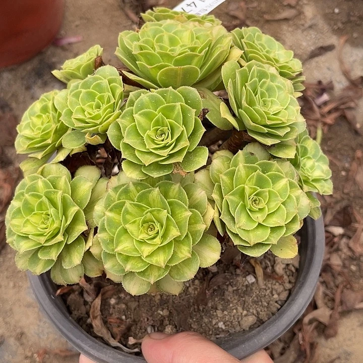 147琉璃多肉植物法师