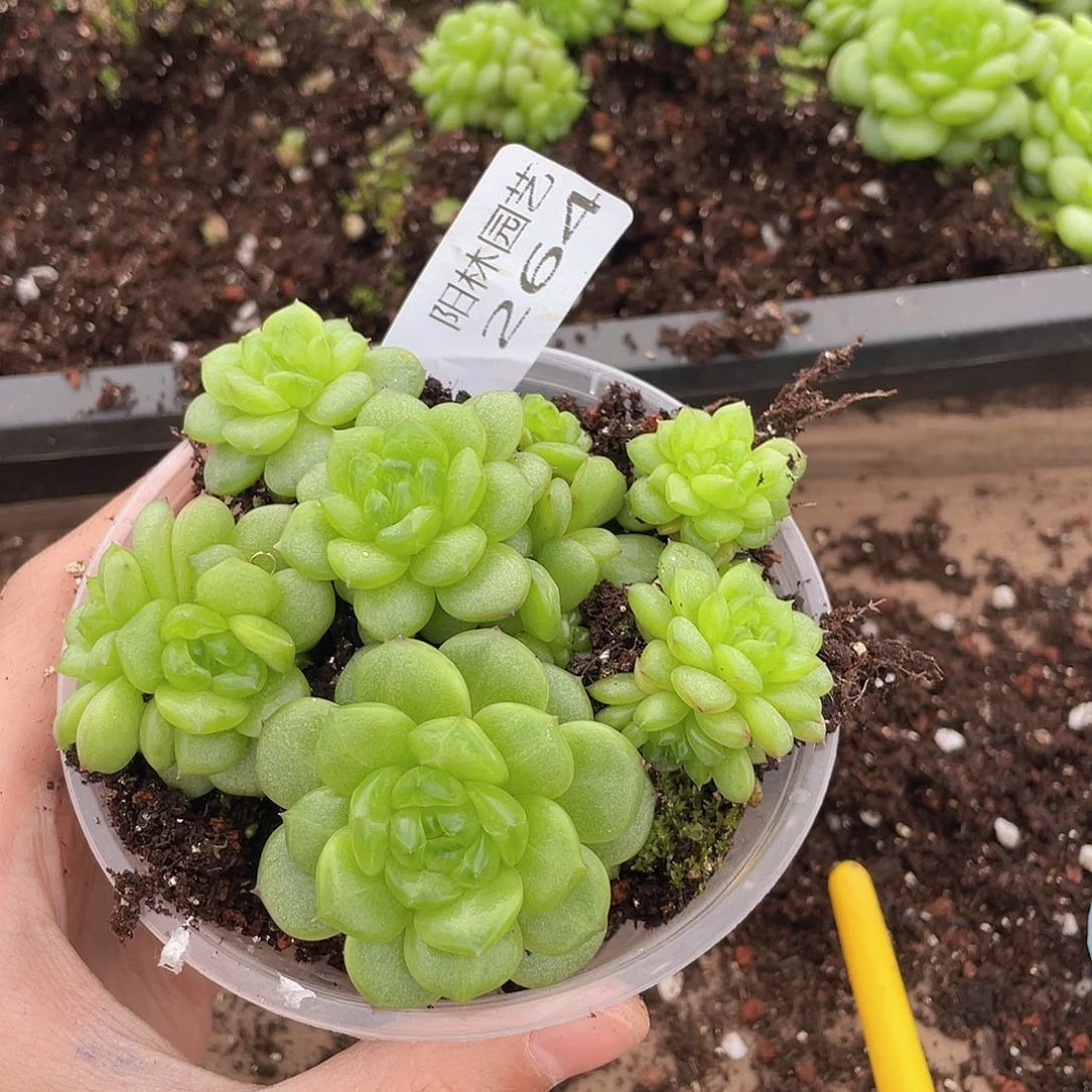 多肉植物多肉植物264