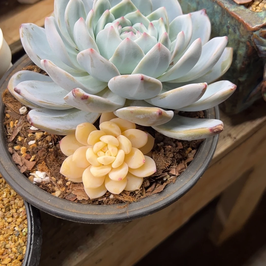 橙梦露锦 不单独发货