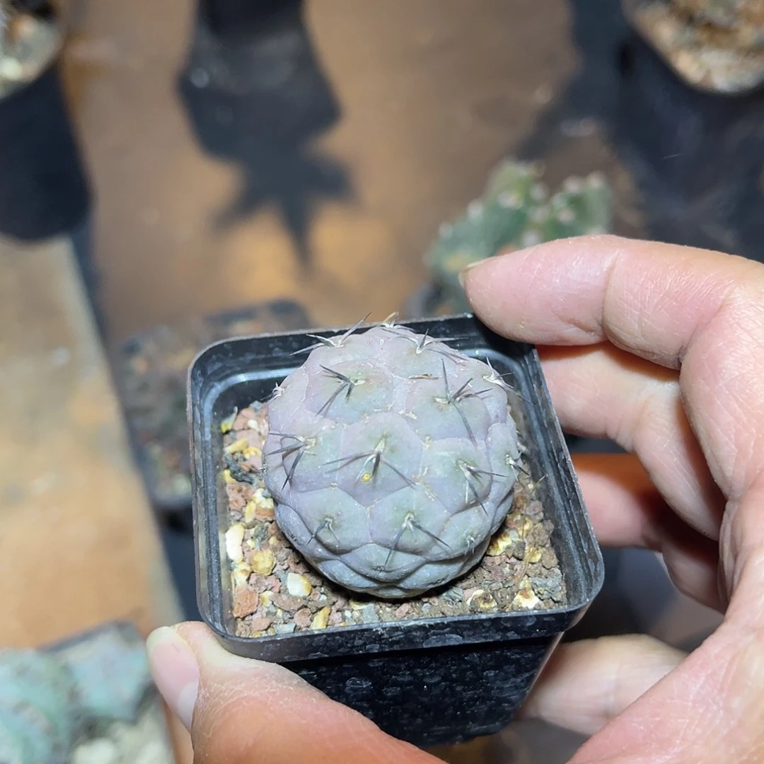 习志野仙人球一物一拍