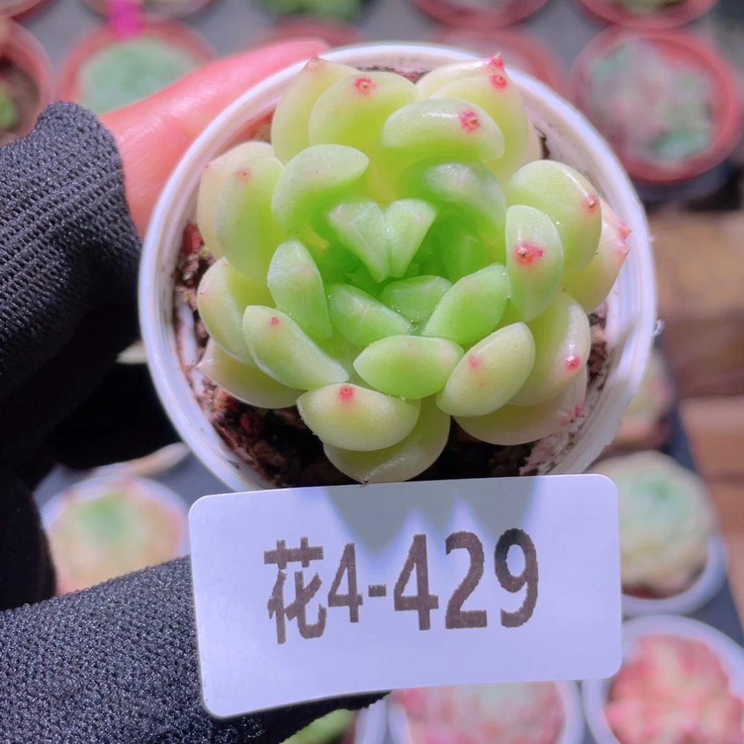 花利美4-429新品