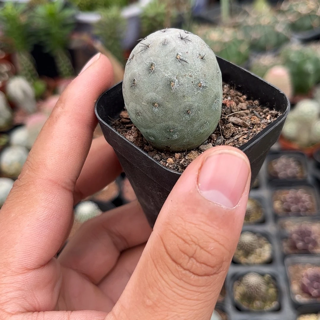 单头习志野单头发货单头