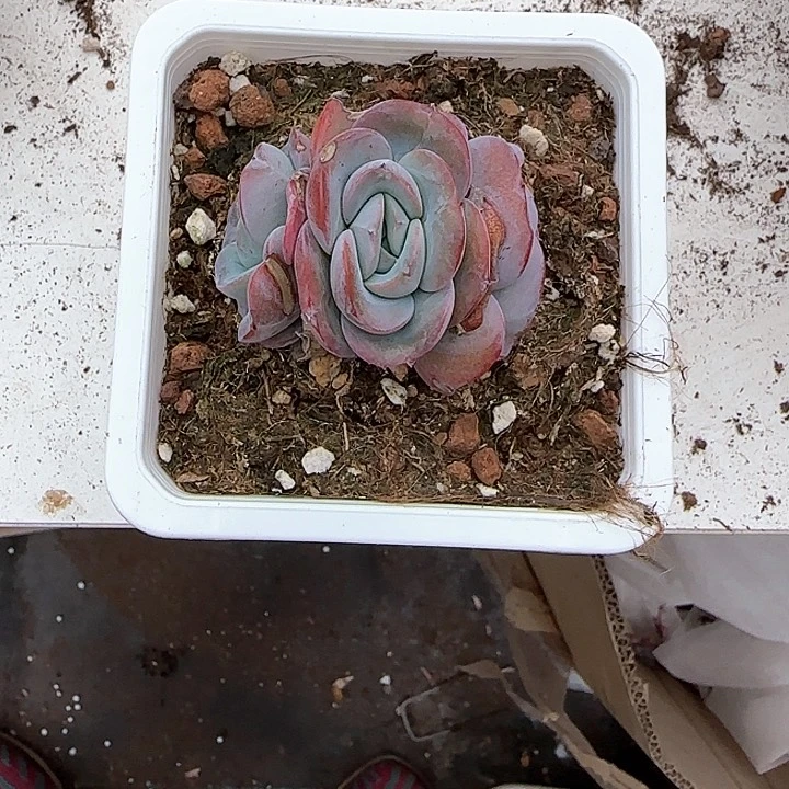 青蛙王子儿童牙膏111