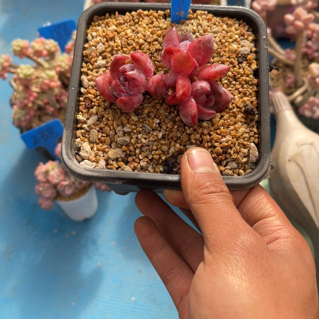 ?**?242石榴籽多肉