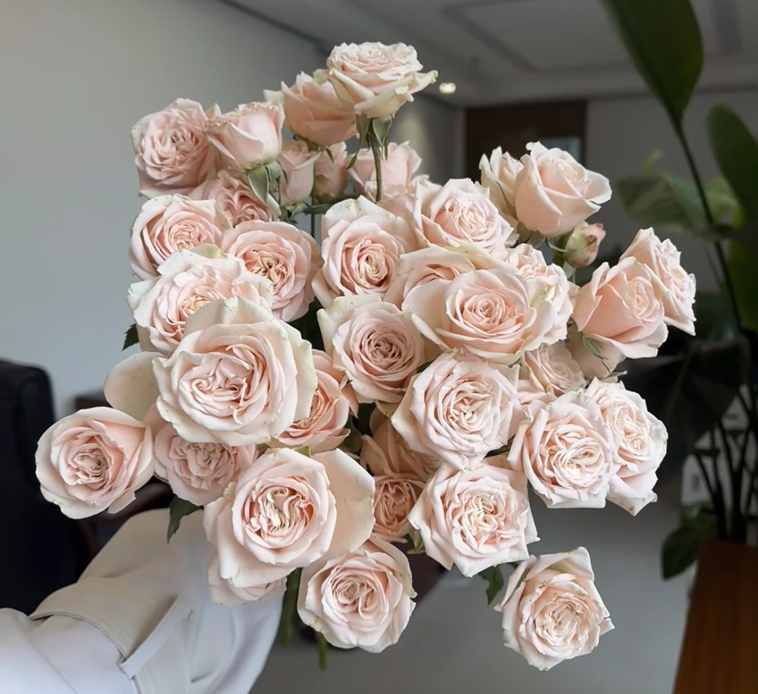 （曼）春日桃桃8支➕2支防损鲜花任意满两单包邮