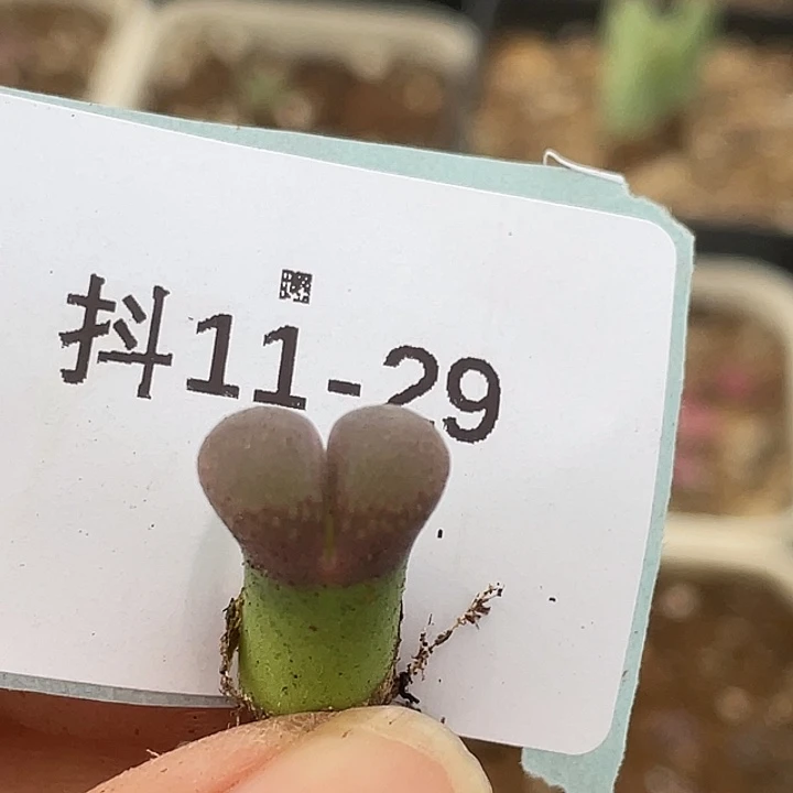 11.-29小风铃多肉植物