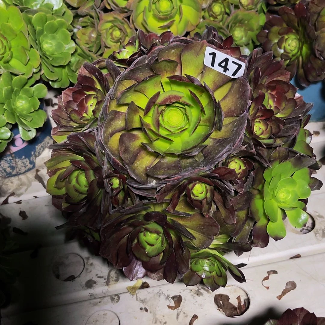 法师法师3/-24包邮法师