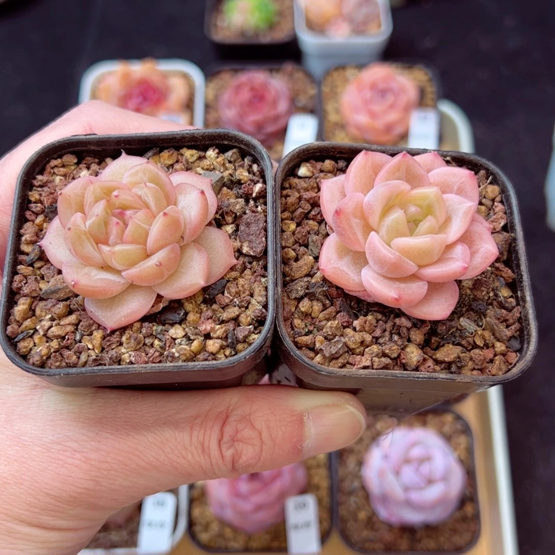 柰*珍妮两颗、哈哈哈哈哈