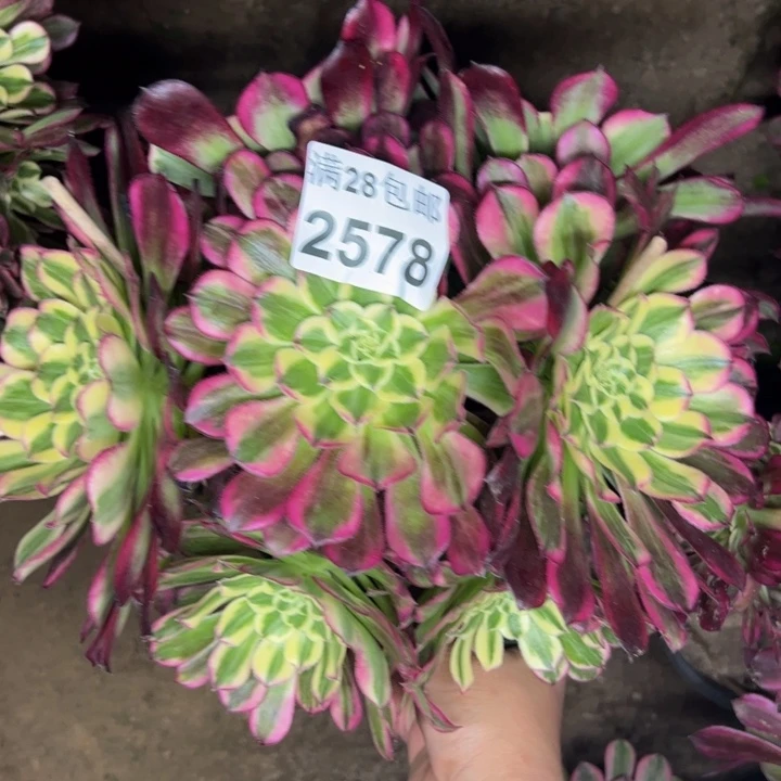 静****）2578天和多肉植物
