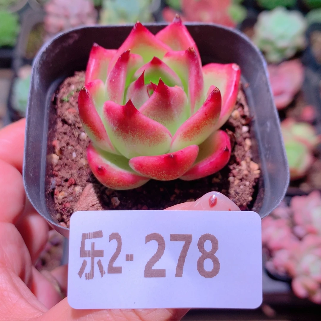 乐然2-278 蓝龙单头