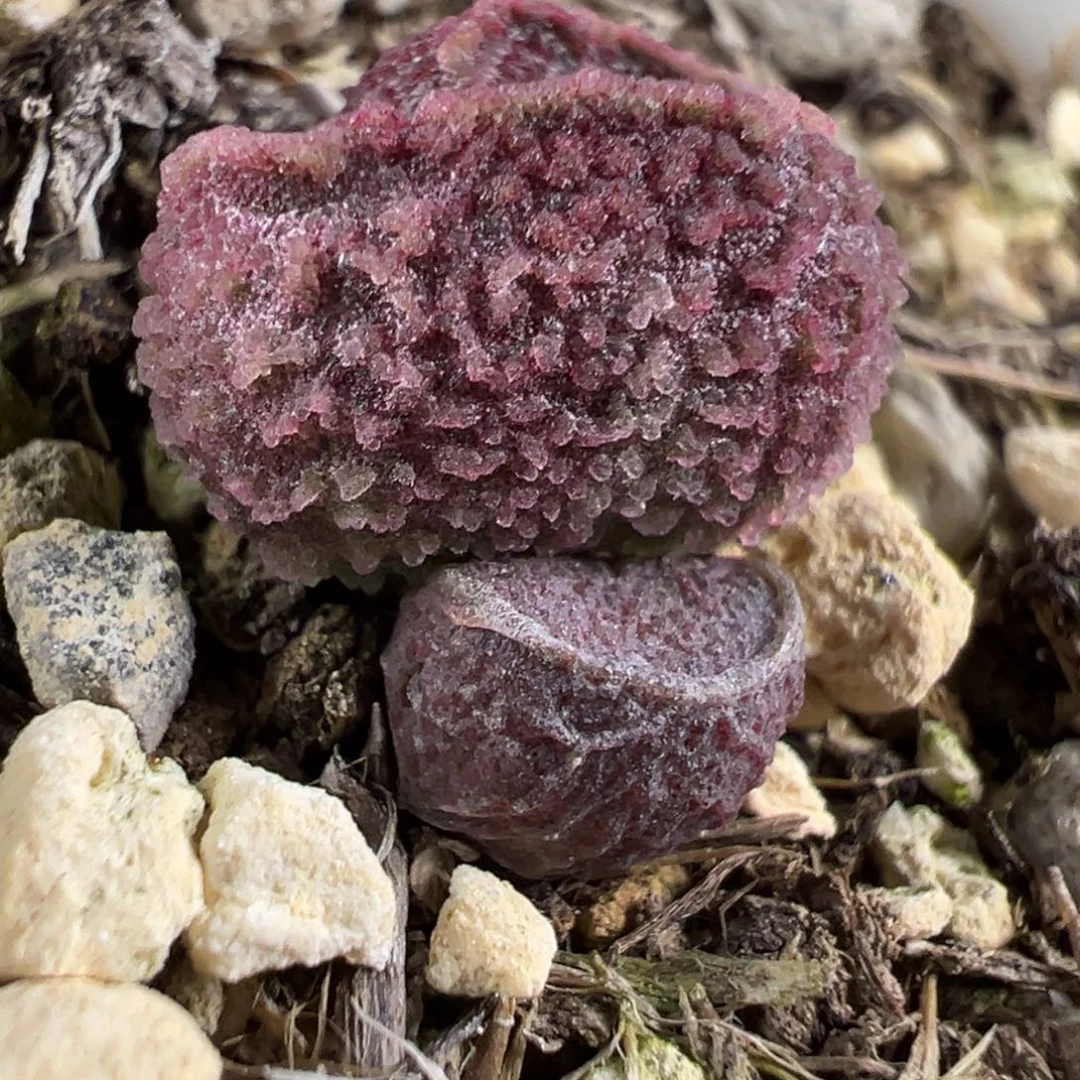 整颗实生新品多肉植物水泡