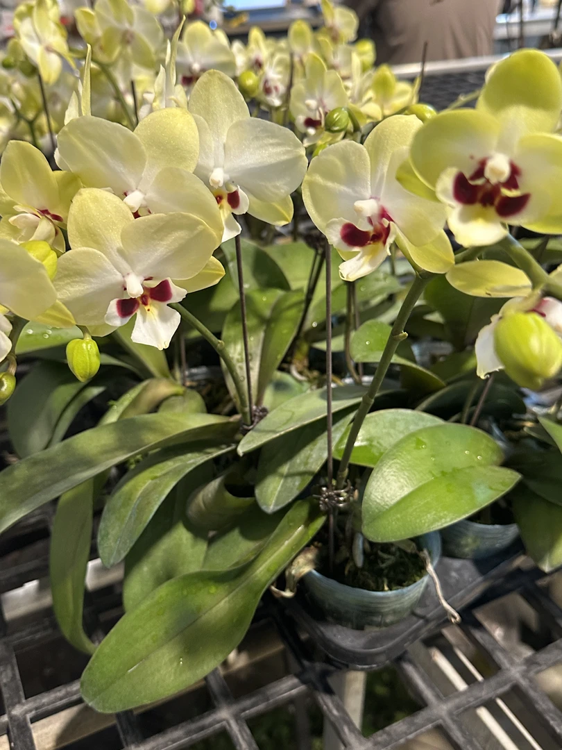 【月牙湾】蝴蝶兰鲜花 好养耐养 基地直发