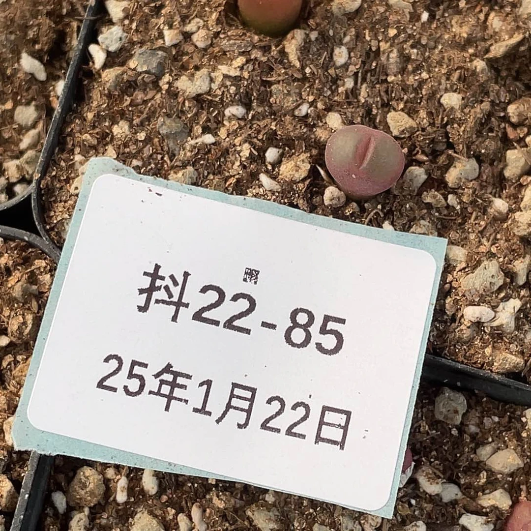 薄****22-85肉锥多肉植物